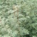 大红袍花椒苗，狮子头花椒苗，无刺花椒苗，大花椒树