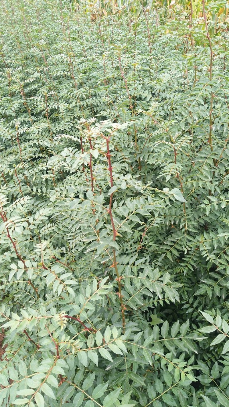 大红袍花椒苗，狮子头花椒苗，无刺花椒苗，大花椒树