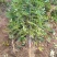 大红袍花椒苗，狮子头花椒苗，无刺花椒苗，大花椒树