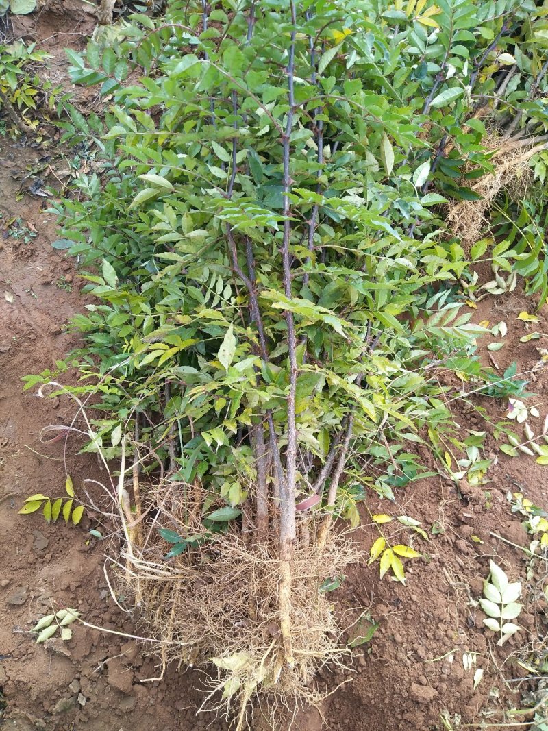 大红袍花椒苗，狮子头花椒苗，无刺花椒苗，大花椒树