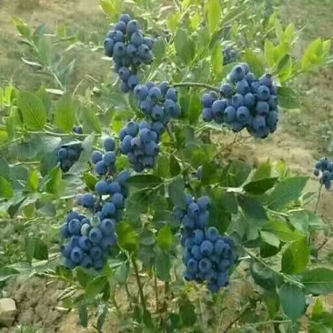 蓝莓苗