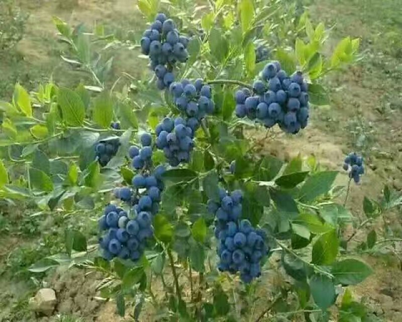 蓝莓苗