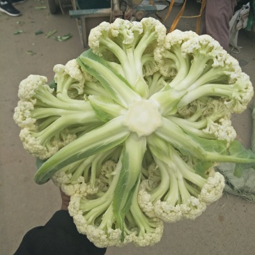 有机花白面青梗一手货源