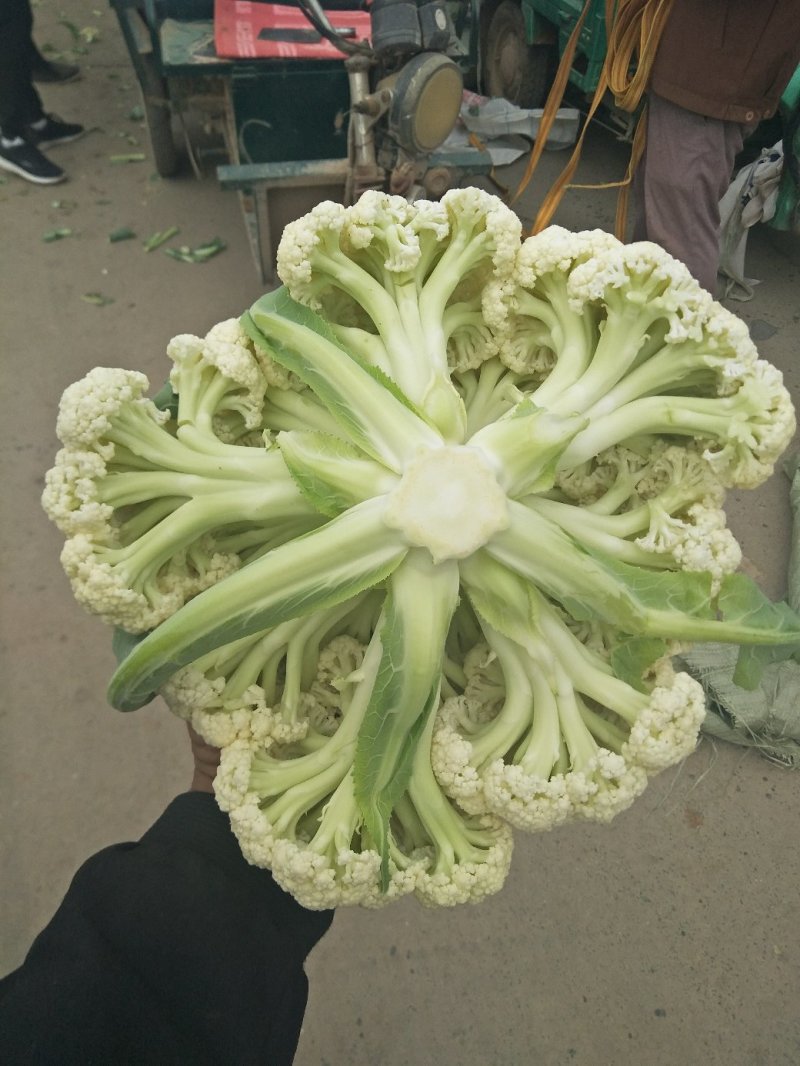 有机花白面青梗一手货源