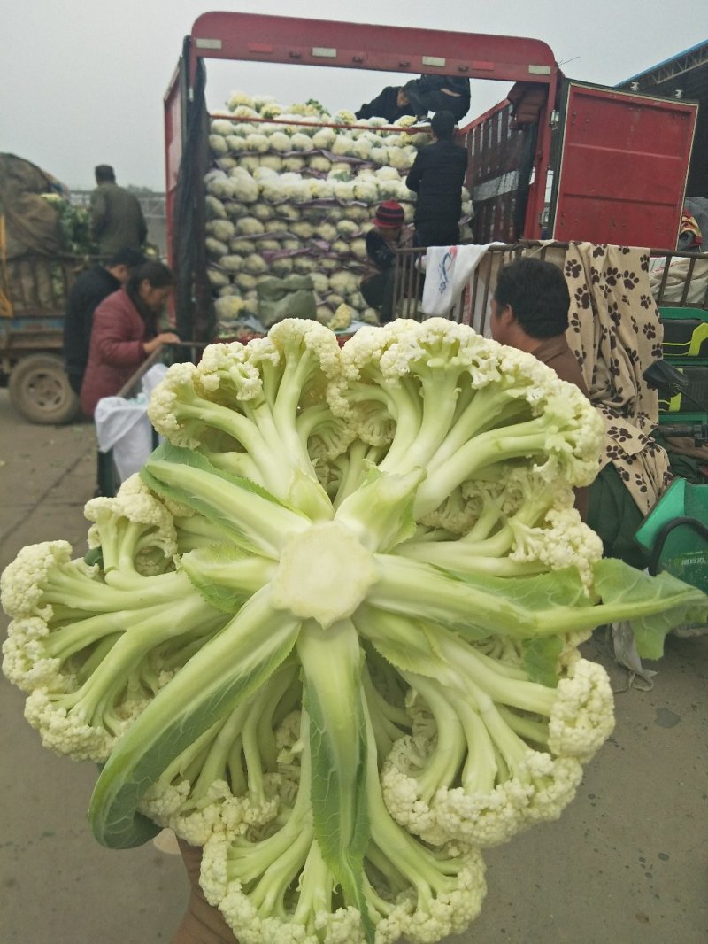 有机花白面青梗一手货源