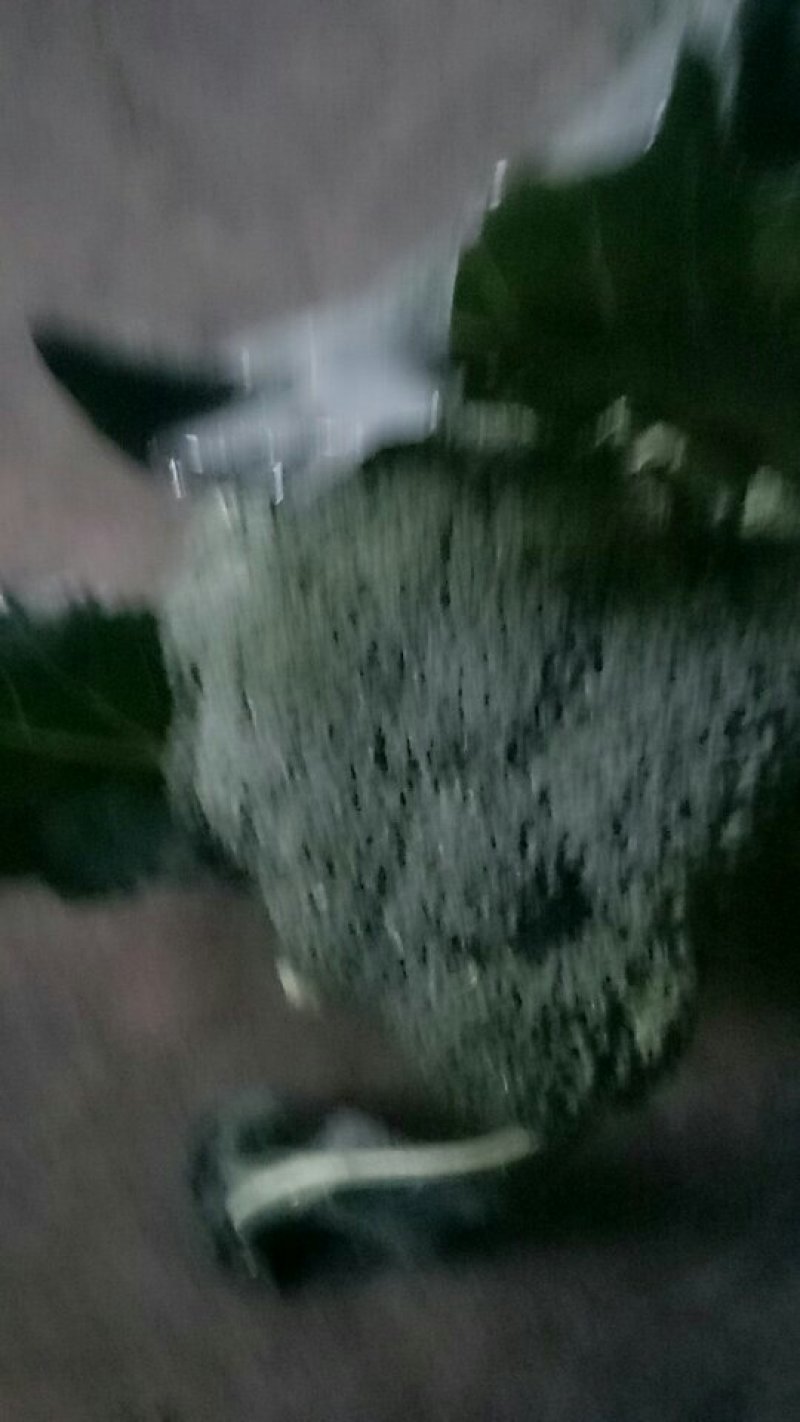 优质大白菜，炎秀西兰花，优质大椒