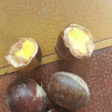 板栗苗