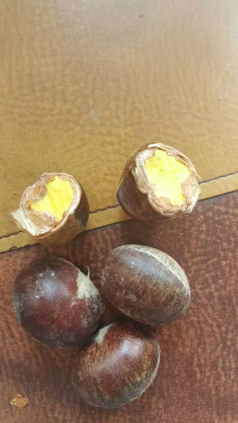 板栗苗