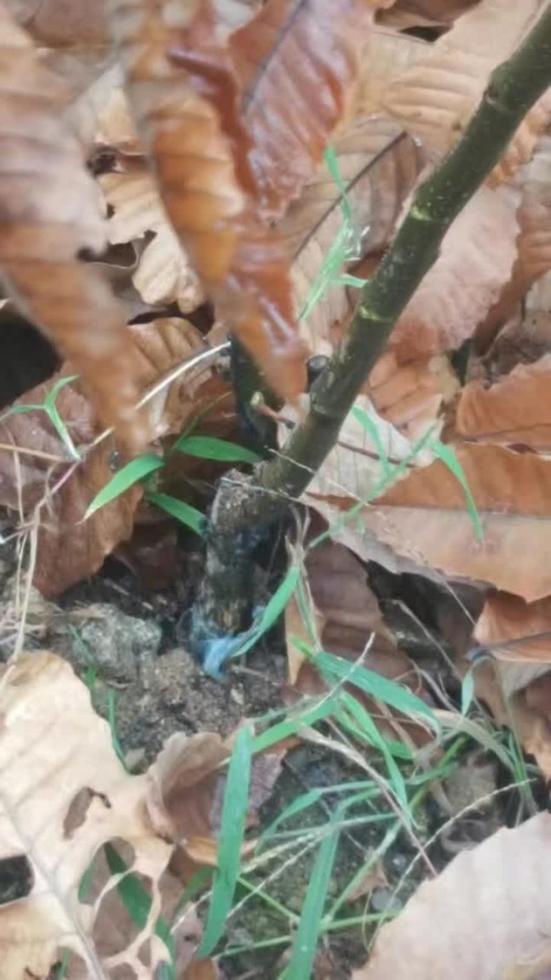 板栗苗
