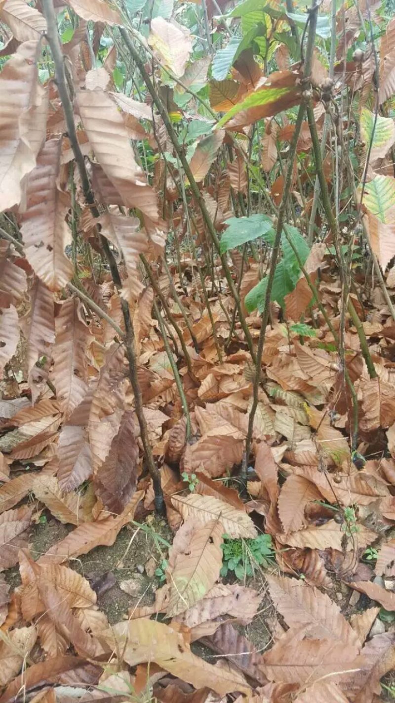 板栗苗