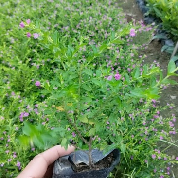 满天星