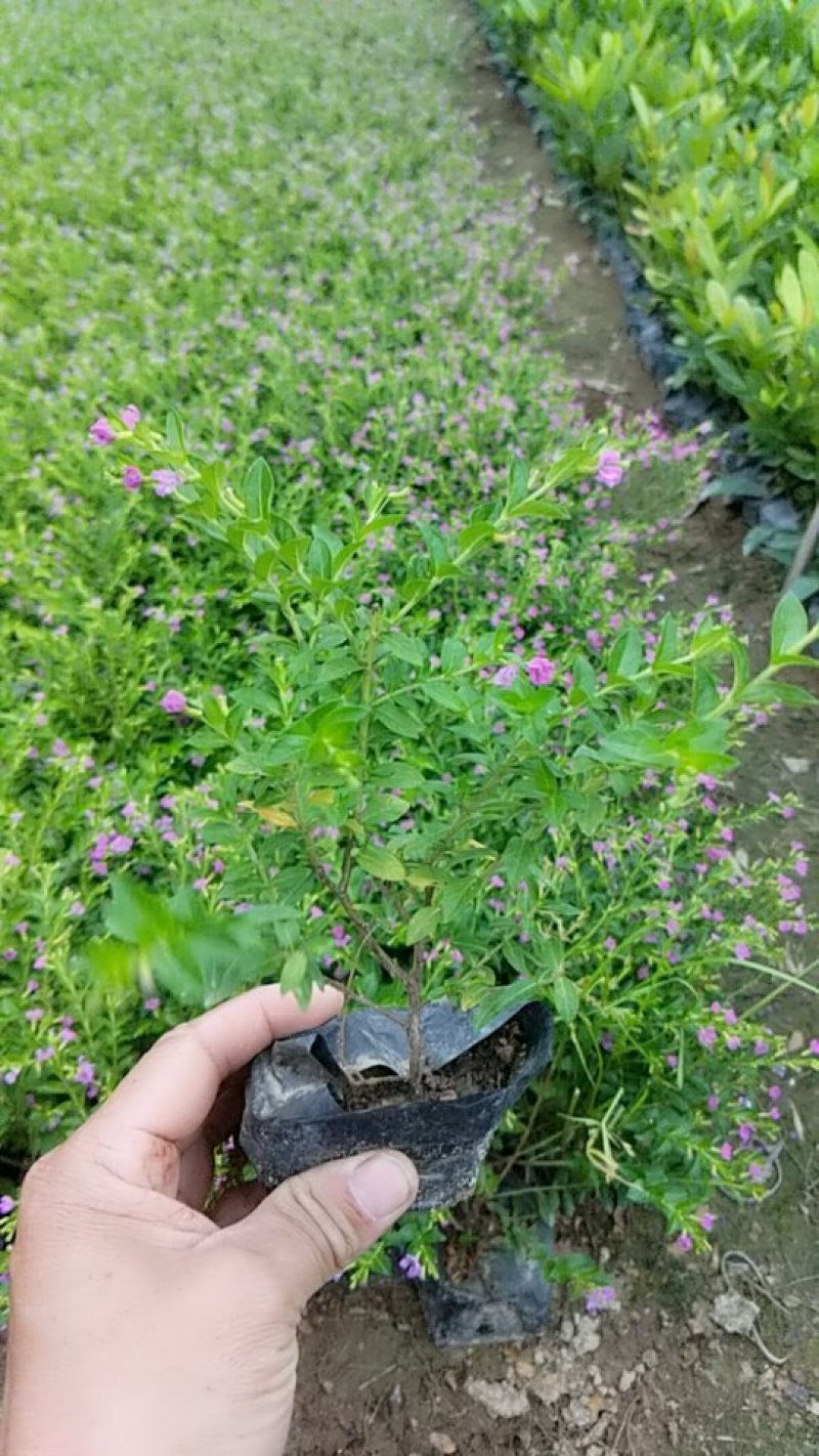 满天星