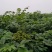 吴茱萸，腊米中花姜形多花黄精苗，鸡头黄精苗，一年苗，二年