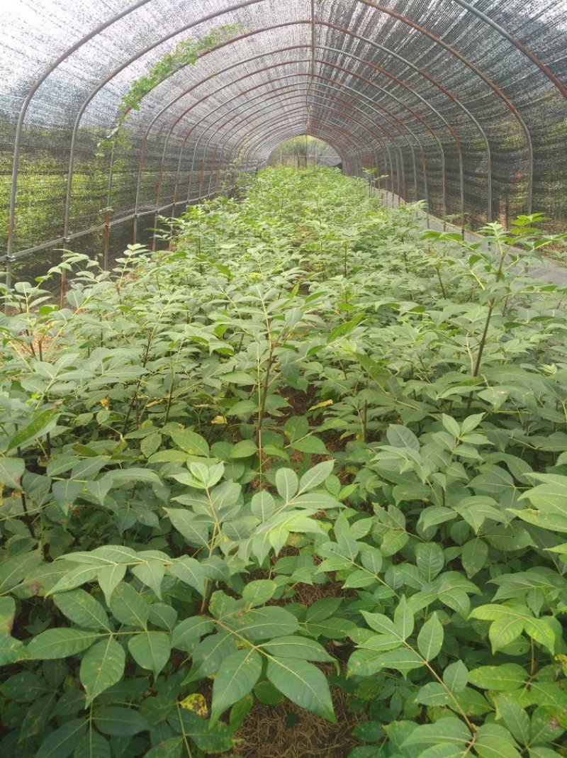 吴茱萸，腊米中花姜形多花黄精苗，鸡头黄精苗，一年苗，二年