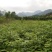 吴茱萸，腊米中花姜形多花黄精苗，鸡头黄精苗，一年苗，二年