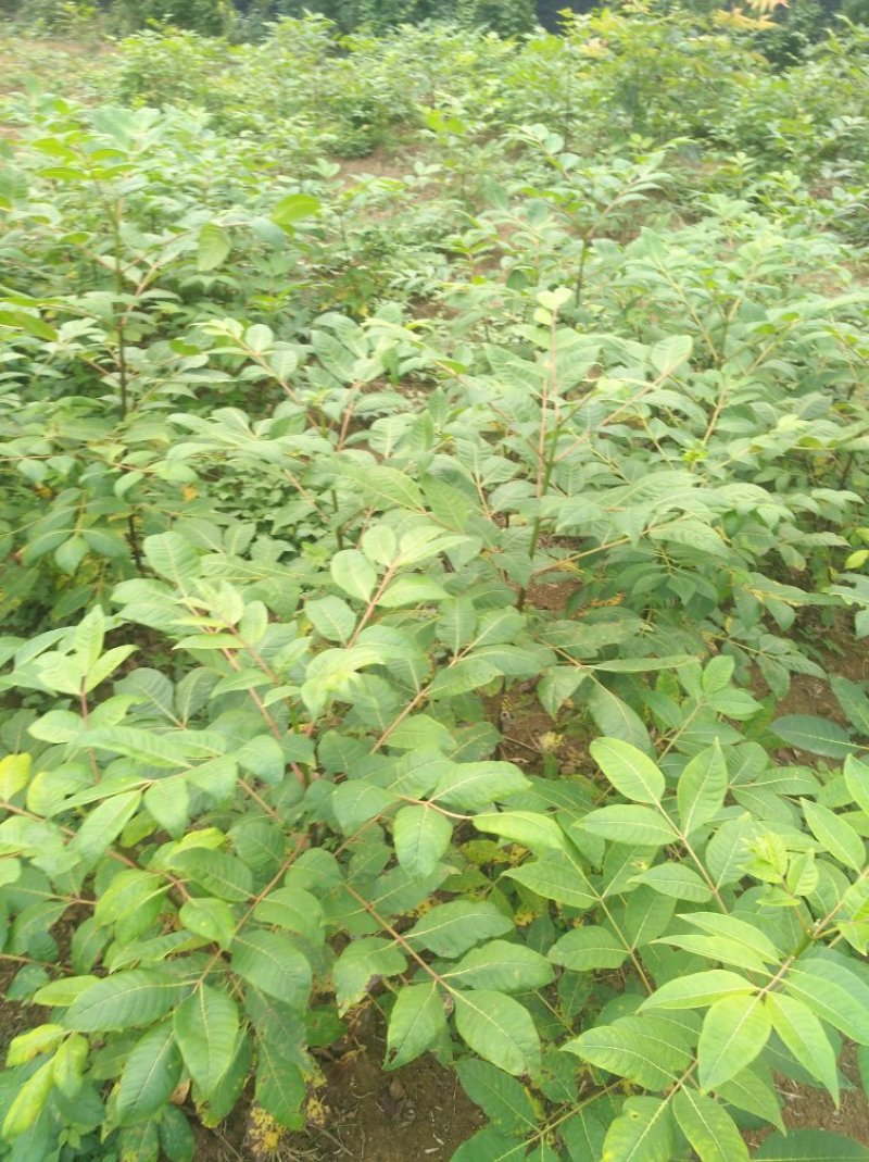 吴茱萸，腊米中花姜形多花黄精苗，鸡头黄精苗，一年苗，二年