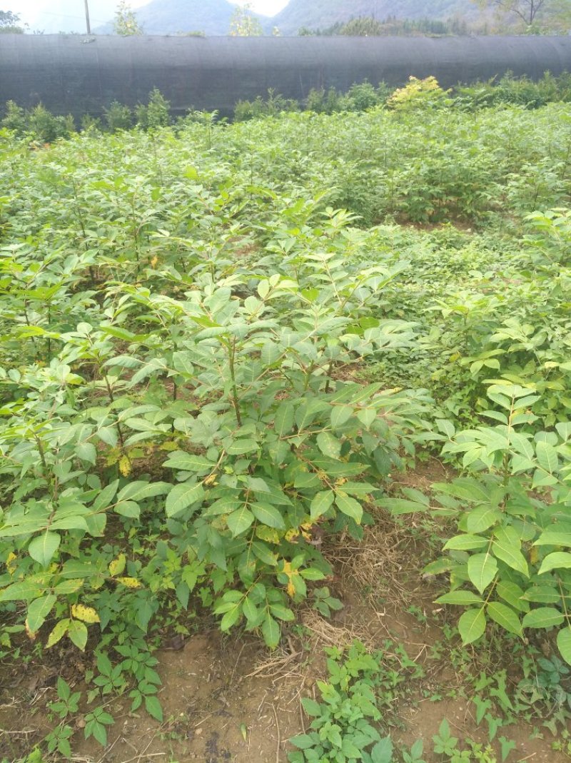 吴茱萸，腊米中花姜形多花黄精苗，鸡头黄精苗，一年苗，二年