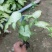 合果芋，白蝴蝶