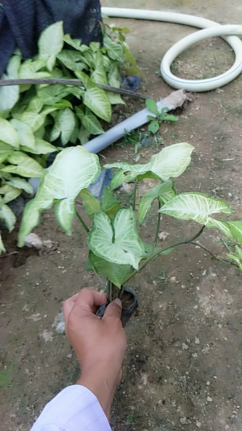 合果芋，白蝴蝶
