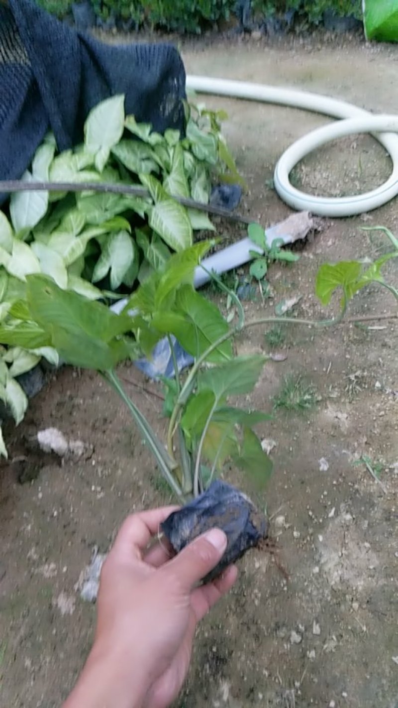 合果芋，白蝴蝶
