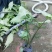 合果芋，白蝴蝶