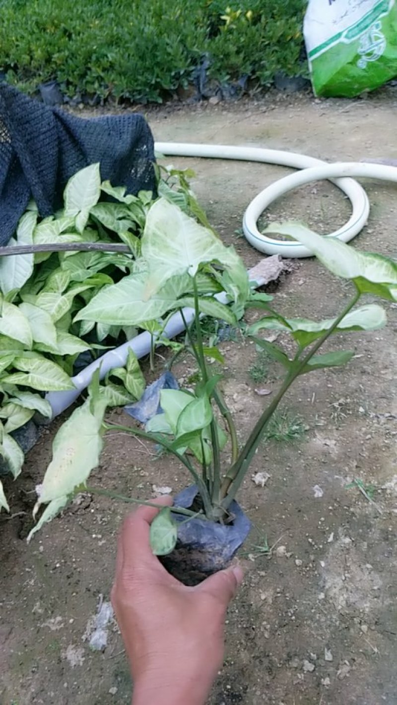 合果芋，白蝴蝶