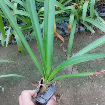 蜘蛛兰