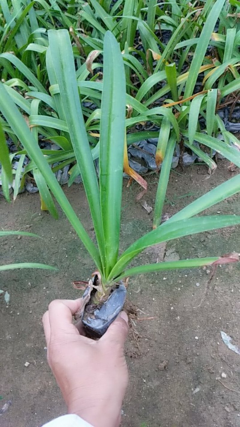 蜘蛛兰