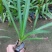 蜘蛛兰