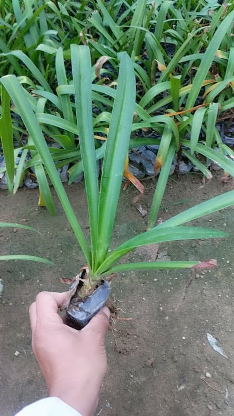 蜘蛛兰