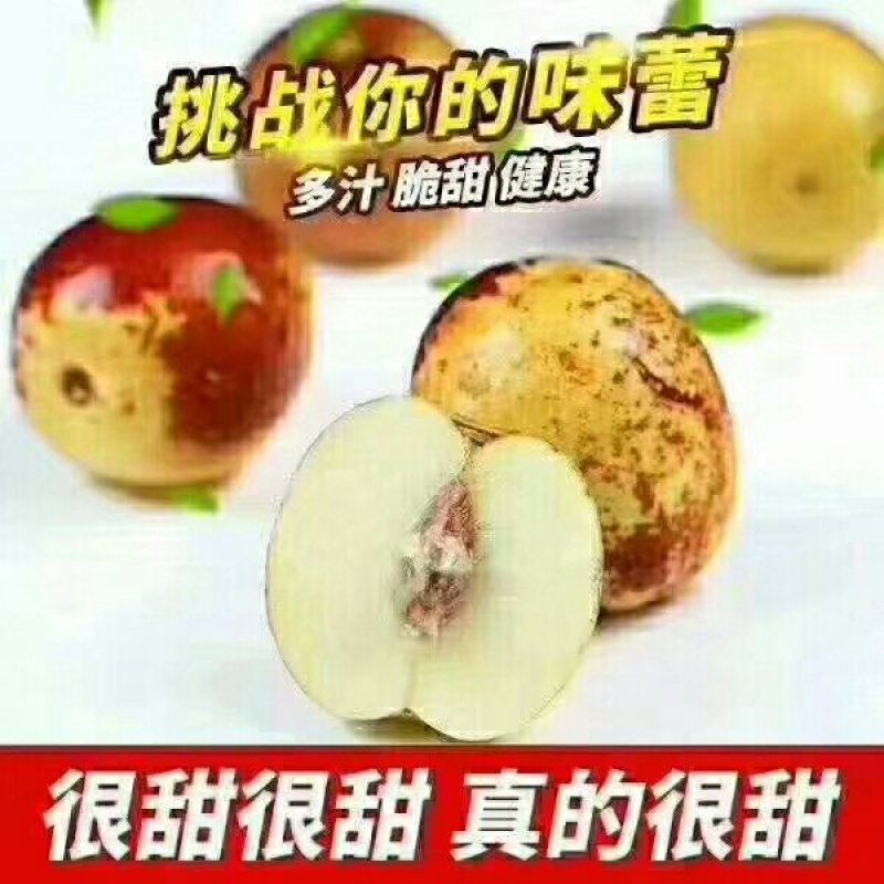 沾化冬枣
