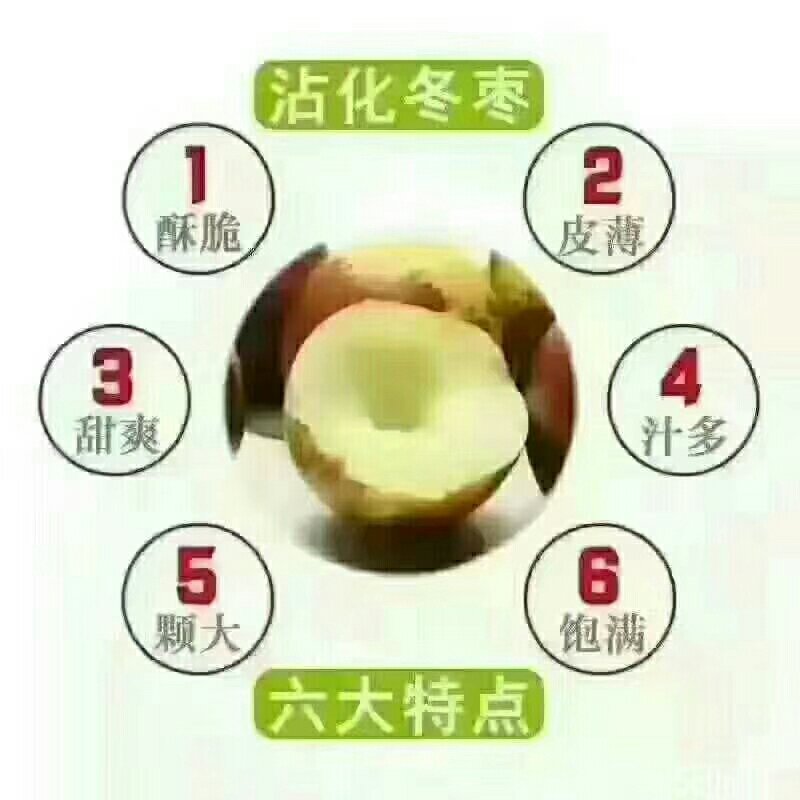 沾化冬枣