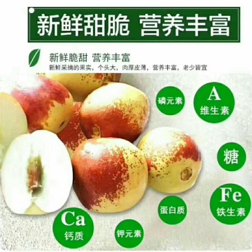 沾化冬枣