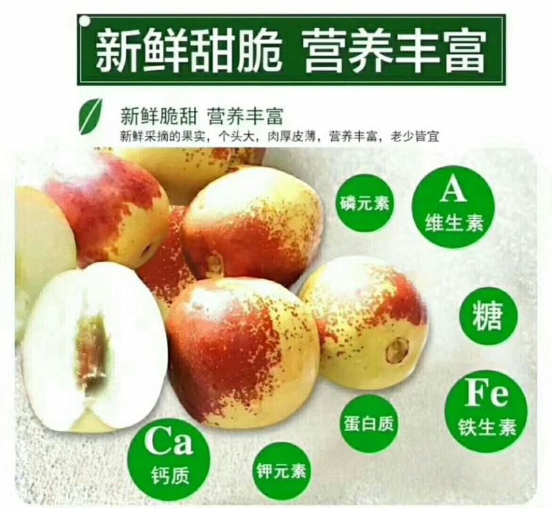 沾化冬枣