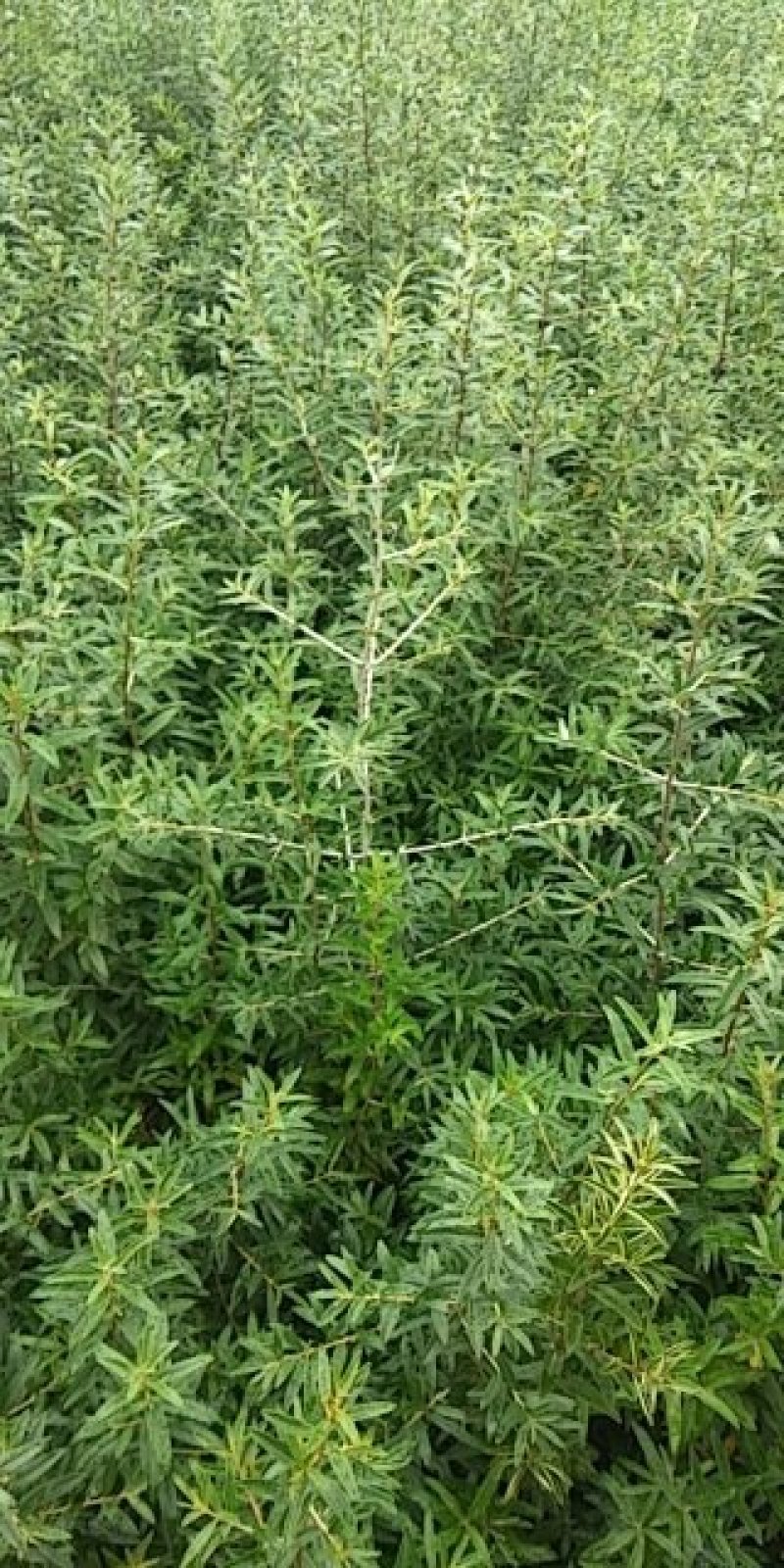 沙棘苗20公分起步