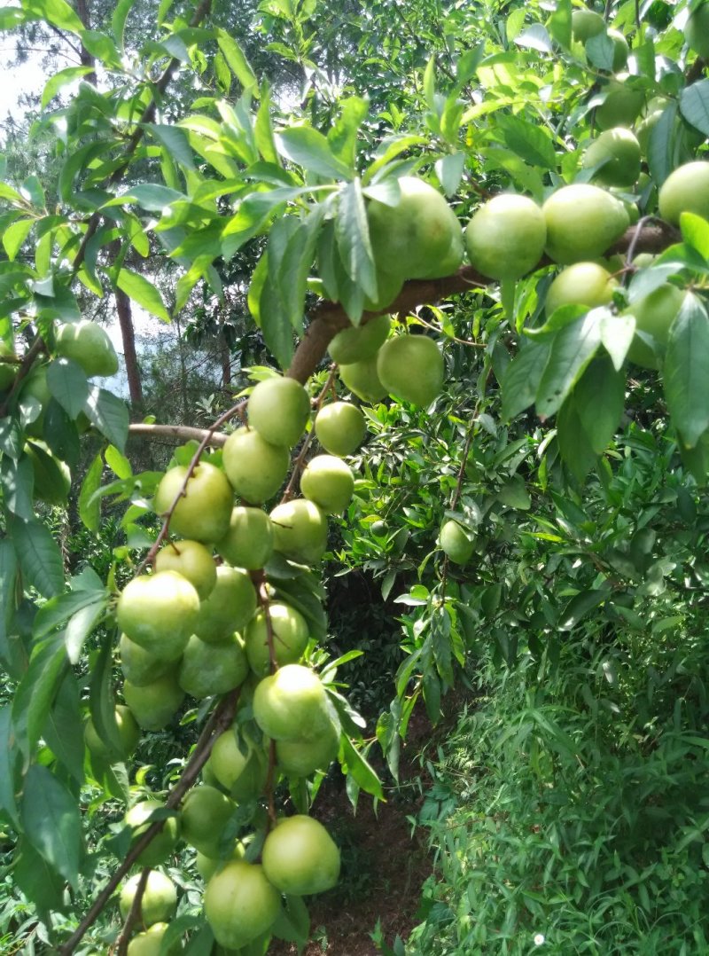 李子树苗，（椎李苗），果大味甜，产量高，适应性强，耐寒。