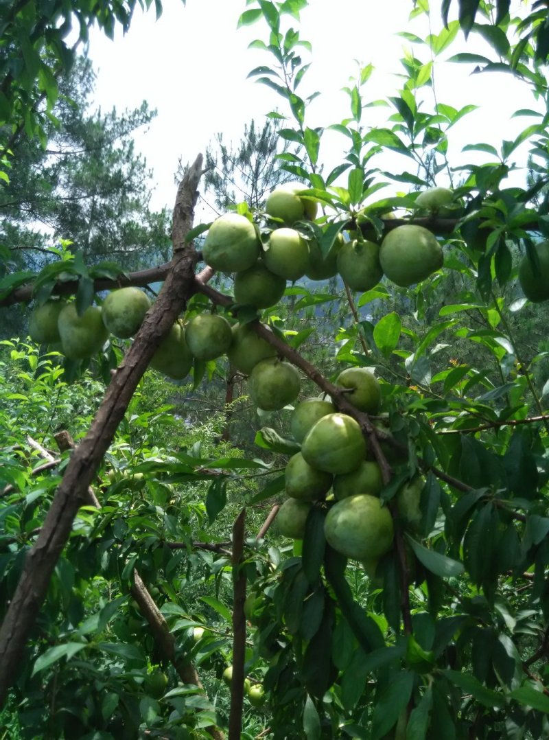 李子树苗，（椎李苗），果大味甜，产量高，适应性强，耐寒。