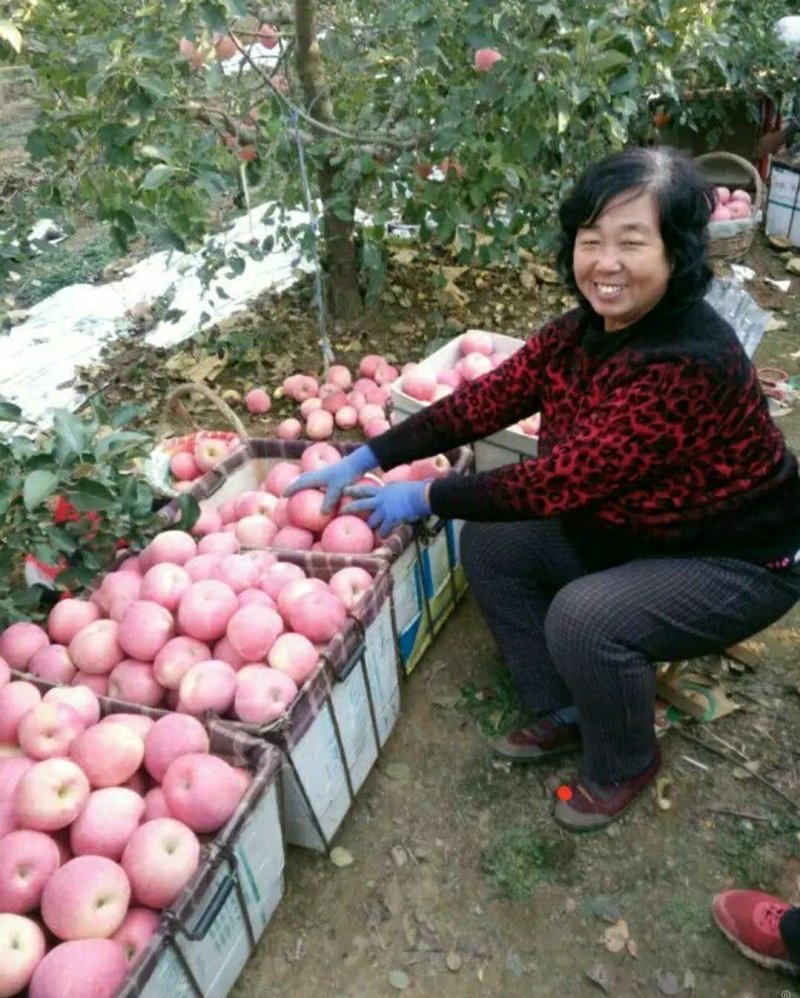 优质纸袋红富士，颜色鲜亮，口感脆甜，多汁黄瓤，基地直供！