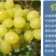 阳光玫瑰葡萄苗，当年挂果阳光玫瑰葡萄苗