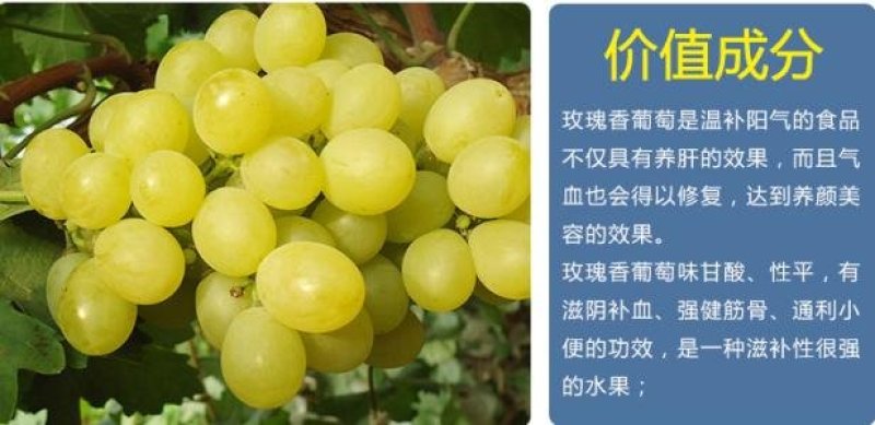 阳光玫瑰葡萄苗，当年挂果阳光玫瑰葡萄苗