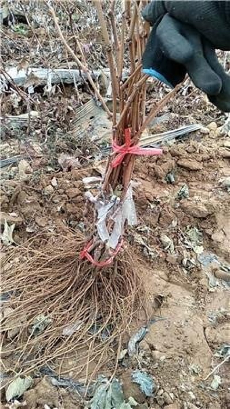 阳光玫瑰葡萄苗，当年挂果阳光玫瑰葡萄苗