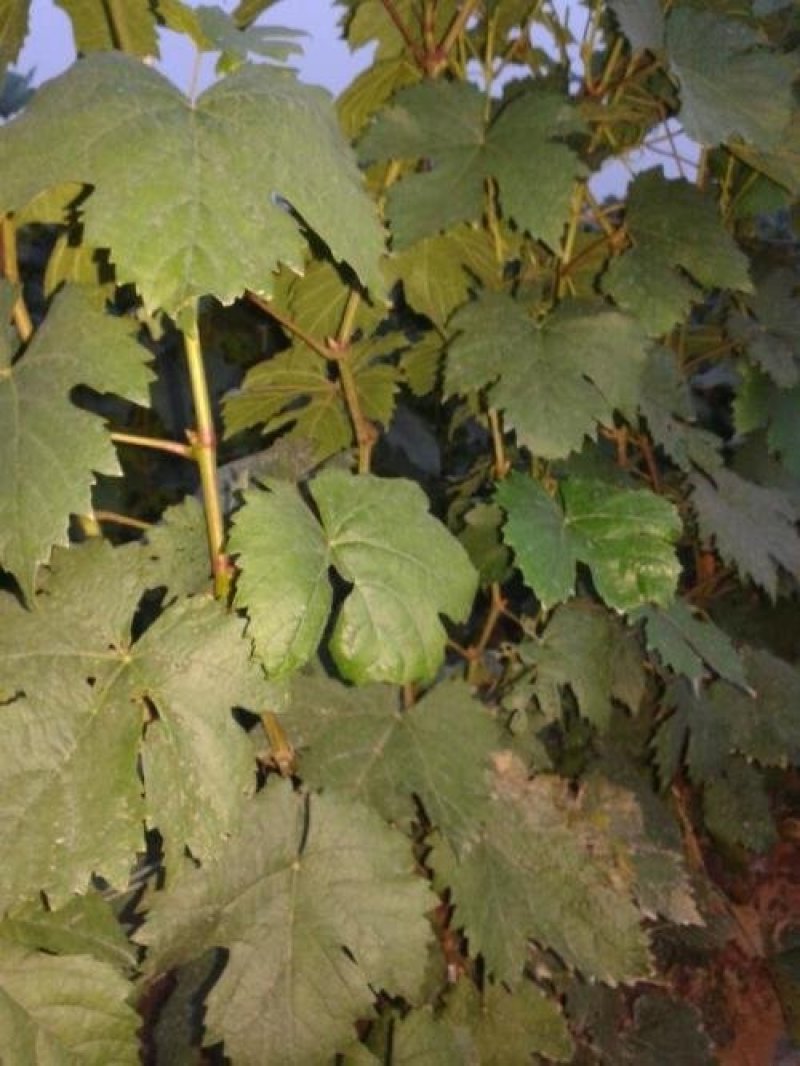 夏黑葡萄苗，吕峰葡萄，红提葡萄，金手指葡萄等
