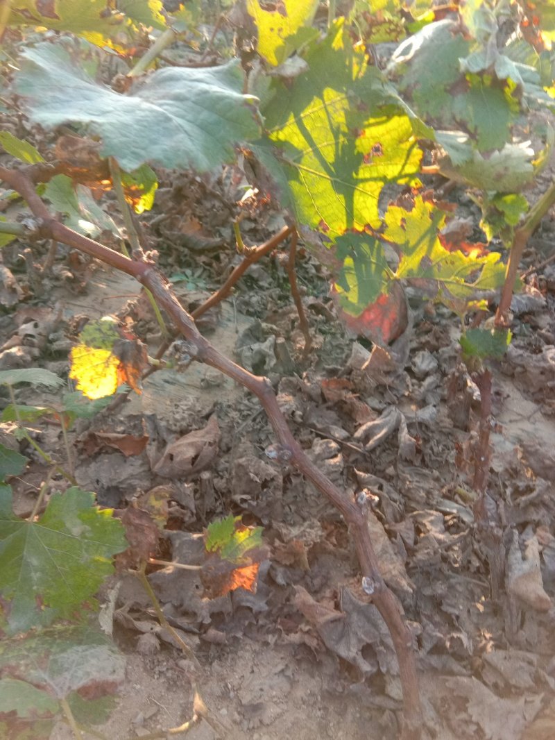 夏黑葡萄苗，吕峰葡萄，红提葡萄，金手指葡萄等