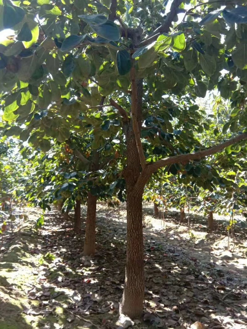 3公分柿子树，5公分柿子树，8公分柿子树，15公分柿子树
