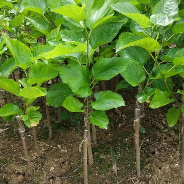 桑树苗品种正宗南北方种植年四季结果包邮