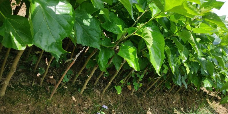 桑树苗品种正宗南北方种植年四季结果包邮