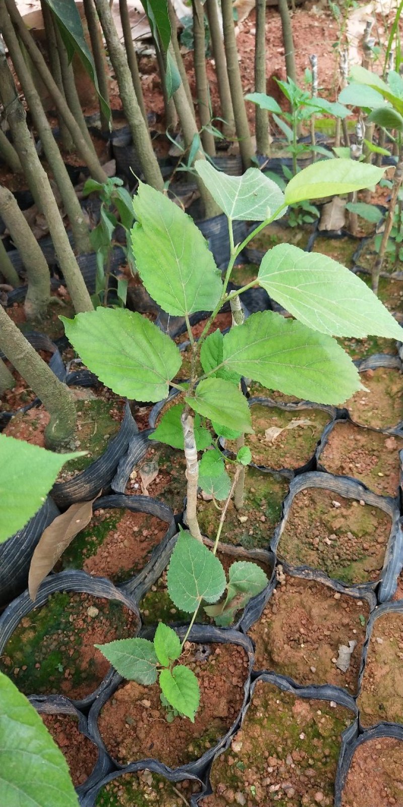 桑树苗品种正宗南北方种植年四季结果包邮