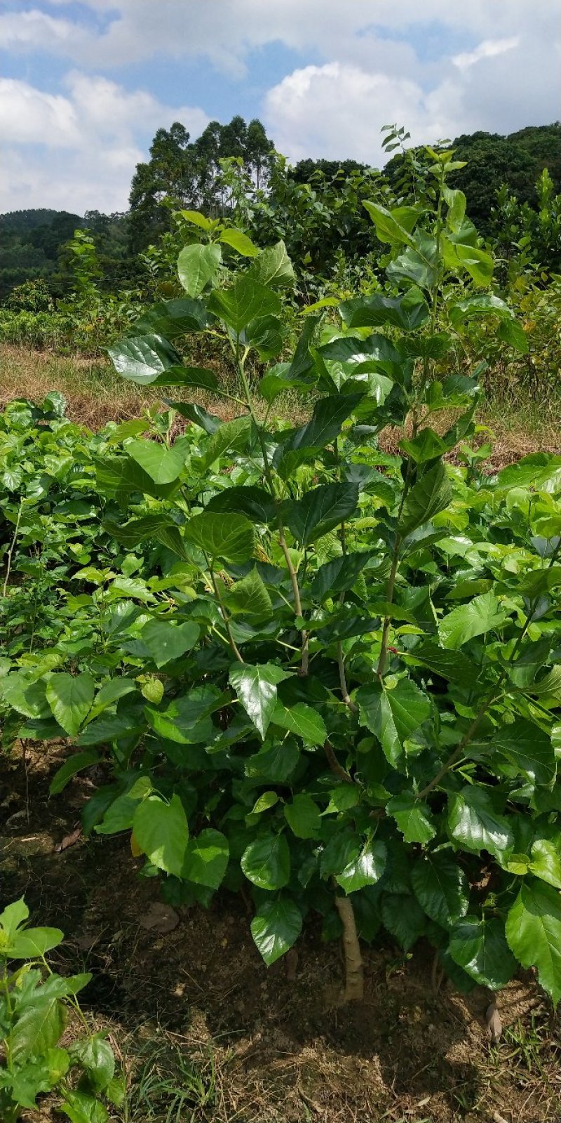 桑树苗品种正宗南北方种植年四季结果包邮