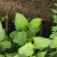 桑树苗品种正宗南北方种植年四季结果包邮