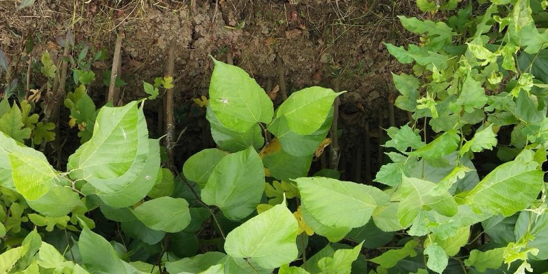 桑树苗品种正宗南北方种植年四季结果包邮